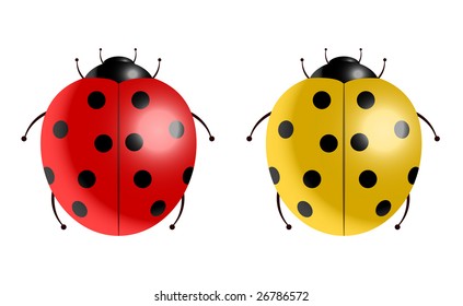 Vector illustration of two ladybugs