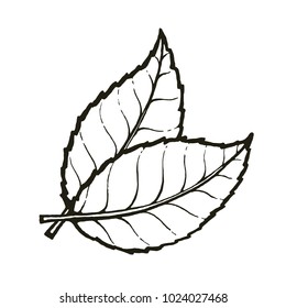 Vector illustration. Two leaves of tea or mint. Hand drawn sketch. Symbol of organic and natural food. Retro vintage element. Isolated on white background