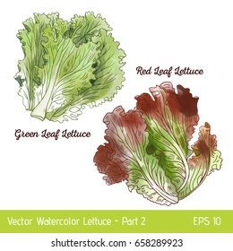 Vector illustration with two lettuce sorts. Hand drawn watercolor red and green leaf lettuce. Suitable for mix lettuce package and print.