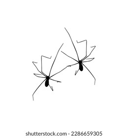 vector illustration of two little spiders