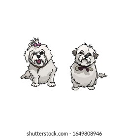 Vector illustration of two lovely Maltese Terrier pups. 