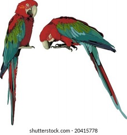 Vector illustration of two macaw parrot