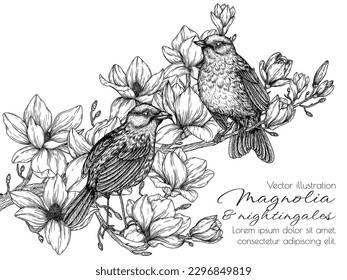 Vector illustration of two nightingales on a branch of blooming magnolia in the style of engraving