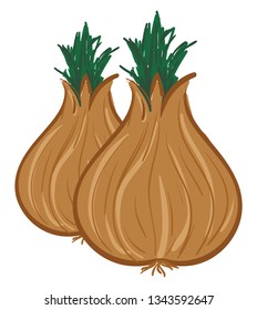 Vector illustration of a two onions on a white background 