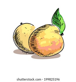vector illustration of two peaches isolated