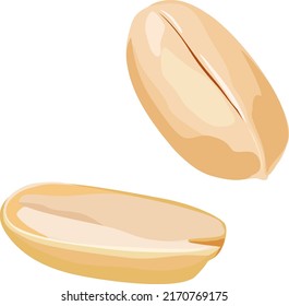 Vector Illustration Two Peanuts Stock Vector (Royalty Free) 2170769175 ...