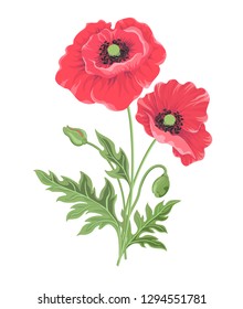 Vector illustration - two poppy flowers, flowering red poppies with buds and leaves. Floral Botanical illustration for decor design or holiday greetings template-vector
