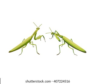 vector illustration of two praying mantis are fighting. Vector praying mantis. Symbol of martial arts