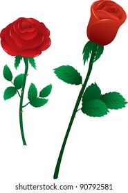 Vector illustration two red roses on white background