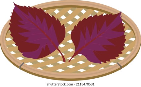 Vector illustration of two red shiso plants in a basket.