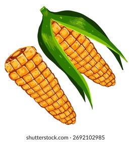 Ilustração vetorial de duas espigas de milho maduras com folhas verdes. Planta de milho desenhada à mão isolada sobre fundo branco.