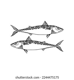 vector illustration of two sea fish