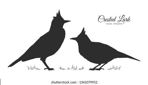 Vector illustration: Two Silhouette of Crested Lark. Little birds