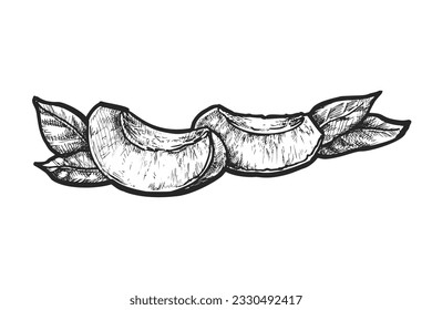 Ilustración vectorial de dos rodajas de albaricoque. Lobo de fruta de piedra realista. Ingrediente natural para libro de cocina o ilustración culinaria. Imagen dibujada a mano para la cosecha y la agricultura, de la granja a la mesa