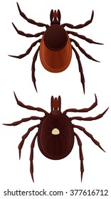 Vector Illustration Of Two Ticks: Lone Star And Deer.