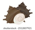 Vector illustration of two turban shells