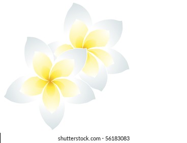 Vector illustration of two white frangipani