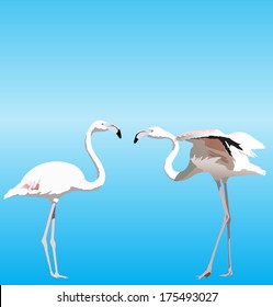 Vector illustration with two  white and pink Flamingo