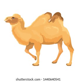 Vector illustration of two-hump camel stands isolated