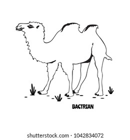 vector illustration of a two-humped camel, silhouette of a bactrian isolated on a white background