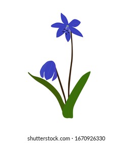 Imagen vectorial de la cuenca silvestre de dos hojas (Scilla bifolia) en estilo plano de caricatura. Macro de flores azules primaverales recién florecidas, aisladas en fondo blanco.