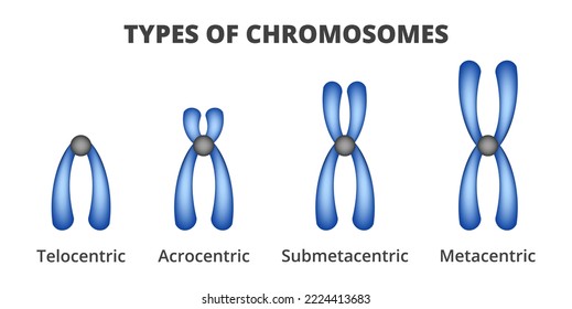 Vector illustration of types of chromosomes isolated on a white background. Classification of chromosomes based on the position of centromere – telocentric, acrocentric, submetacentric, metacentric.