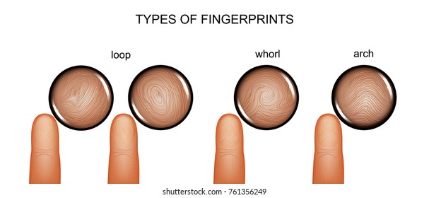 vector illustration of types of fingerprints. fingerprinting
