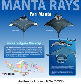 Vector illustration, Types of Manta Rays.