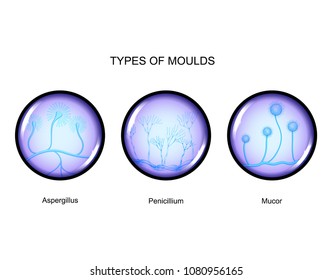 vector illustration of the types of mold