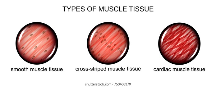 Vector Illustration Of Types Of Muscle Tissue