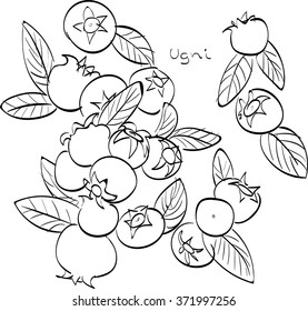 Vector illustration of ugi berries .black and white graphics Linear. Hand drawing. Good for textile design. Nice for coloring books