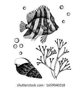 Vector illustration of underwater. Hand drawn ocean fauna. Detailed sketch of fish, shell anf seaweed isolated on white. Sea wildlife elements for packaging, logo, label, icon.