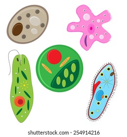 vector illustration of unicellulars schemes set: algae, amoeba, euglena. paramecium and yeast