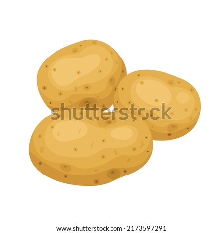 Vector illustration, unpeeled raw potato, isolated on white background.
