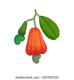 Vector illustration, unripe and ripe cashew with green leaves, scientific name Anacardium occidentale, isolated on white background.