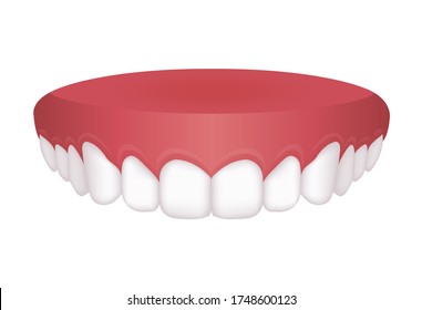 Vector illustration of upper dentition (normal teeth)