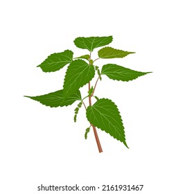 Vector illustration, Urtica dioica also known as nettle, isolated on white background.