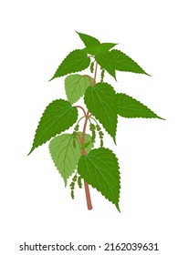 Vector illustration, Urtica dioica also known as nettle, isolated on white background.