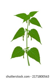 Vector illustration, Urtica dioica also known as nettle, isolated on white background.