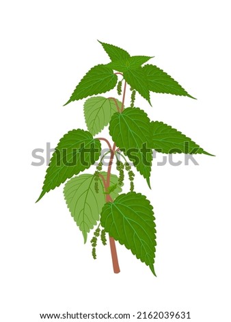 Vector illustration, Urtica dioica also known as nettle, isolated on white background.