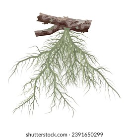 Vector illustration, usnea barbata growing on dry tree branches, isolated on white background.