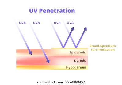 Ilustración vectorial de la penetración UV y protección UV. Loción de protector solar - protección de la piel humana de rayos UVA y UVB. Sin protección, la UVB penetra en la epidermis, la UVA en la dermis.