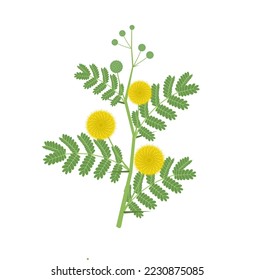 Vector illustration, Vachellia nilotica, known as Acacia nilotica, with the vernacular names gum arabic tree, babul, thorny mimosa, Egyptian acacia or thorny acacia.