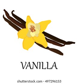 Vector illustration vanilla flower and beans. Spice icon