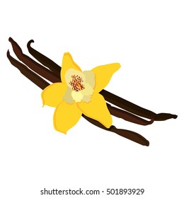 Vector illustration vanilla flower and beans. Flower