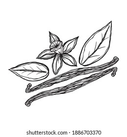 Vector illustration of a vanilla plant. Vanilla sticks, flower and leaves isolated on white background.