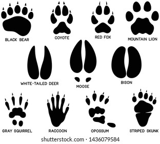 Vector illustration of a variety of eleven black and white North American wild animal tracks (footprints).