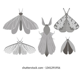 Vector illustration of a variety of insects (butterflies, moths, flies) isolated on white background.