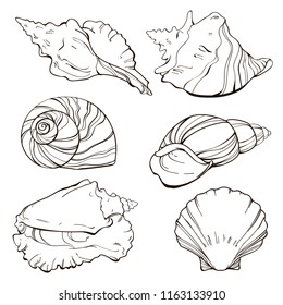 Vector illustration of variety of seashells