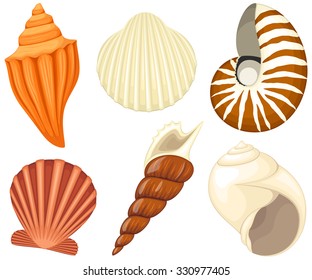 Vector Illustration Variety Seashells Stock Vector (Royalty Free ...